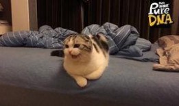 恶搞电梯爆料视频大全最新,笑料百出，欢乐无限